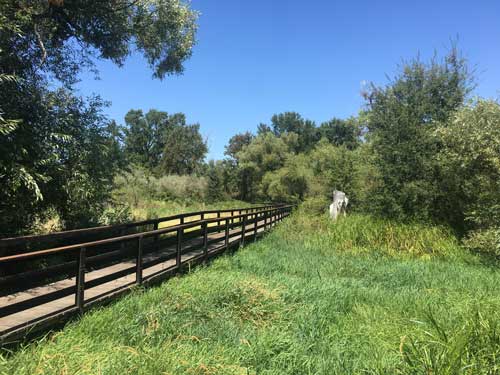 Wooden walkway at Anderson Marsh